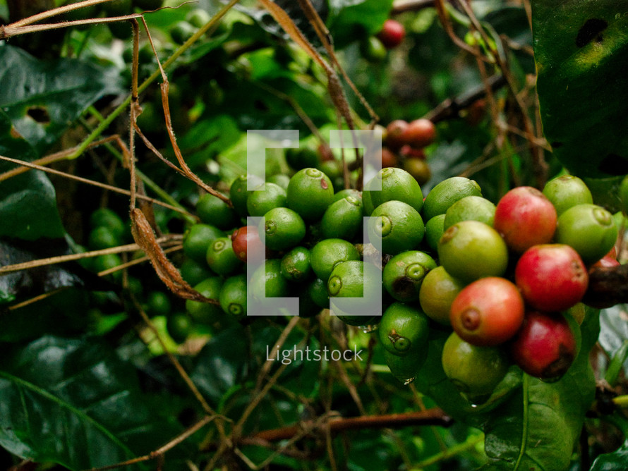 ripe coffee beans 