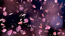 Pink rose petals falling on beautiful black background. Valentines day, Mother day, spring, summer, blossom background. Seamless looping 4k