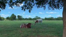Texas Longhorns Laying and Eating