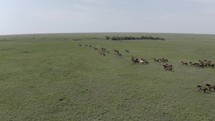 An aerial, drone nature shot of a large herd of wild horses running in the green prairie grass of the Kansas flint hills on a summer day.