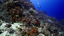 Black & White Banded Sea Snake from the Banda Sea in indonesia