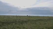 Cow grazing in a green pasture in front of thunderstorm, rain clouds in summer on a farm.