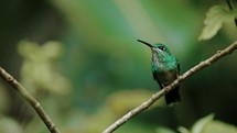 Hummingbird Green Crowned Brilliant Costa Rica Jungle