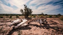 Wild horse skeleton in Central New Mexico landscape time lapse