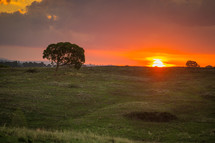 Sunset on the horizon of a pasture with trees.