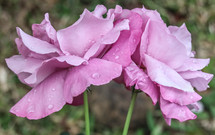 wet pink roses 