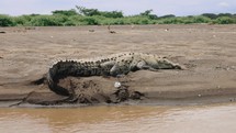 Crocodile Riverbank Sunning Costa Rica Jungle Tour Wildlife