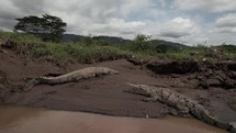 Two Crocodiles Resting On Muddy Riverbank Costa Rica Wildlife
