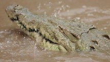 Crocodile Close Up Costa Rica River Boat Tour Wildlife