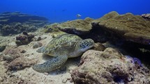 Sea Turtle sleeping on the reef - Shots of the Southern Maldives
