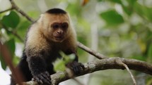 Capuchin Monkey Call Expression Costa Rica Mangrove Boat Tour Travel


