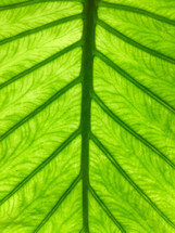 green leaf with veins 