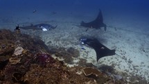 Oceanic manta ray have been filmed in the Komodo Archipelago, in Indonesia, on the diving site of Manta Point and Mawan
