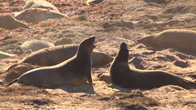Elephant Seals Engage in Playful Mid Shot Sand Throwing
