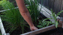 Woman picking weeds out of garden - close up