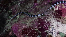 Black & White Banded Sea Snake from the Banda Sea in indonesia