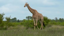 Large giraffes walking in bush Kruger National Park 