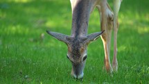 Whitetail Spike Deer Eating Grass