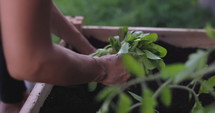 Woman planting herbs in garden - close up on hands