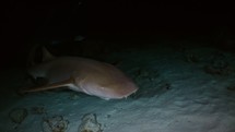 Nurse Shark closeup shot in the Night - Alimata dive spot in the Southern Maldives