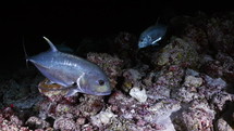 Giant Jackfish in the night in the Maldives