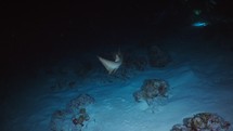 Nurse Shark closeup shot in the Night - Alimata dive spot in the Southern Maldives