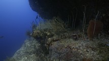 Gorgon in the reef - Shots of the Southern Maldives