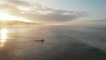 Surfer Paddling Costa Rica Sunrise Waves Beach Ocean Drone Aerialv