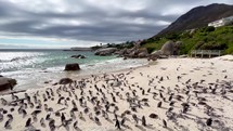 Penguin colony in Simon's town gathered on Boulder Beach 