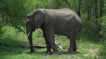 kruger national park big five elephant 