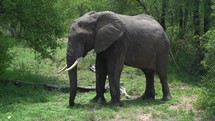 Kruger National Park elephant eating marula tree in South Africa 