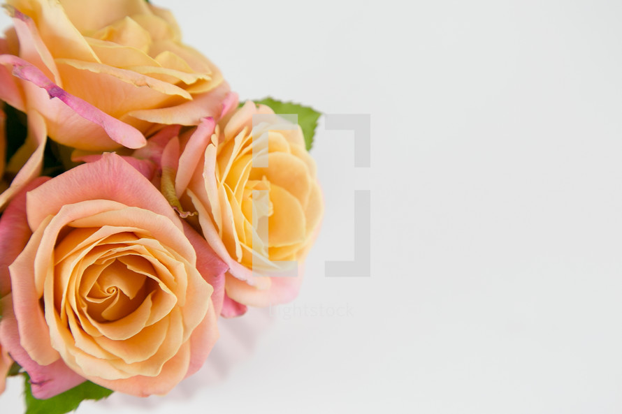pink and peach roses 