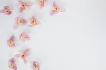 pink orchids on a white background 