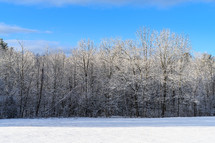 frozen winter forest 