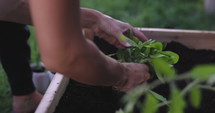Woman putting small herb plant into outdoor garden - close up on hands