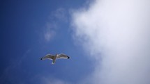Slow Mo Seagull Flying Overhead Clouds And Blue Sky