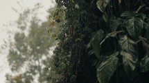 heavy rain in the Costa Rica Jungle. rain drops falling on the trees and plants beautiful camera shot	