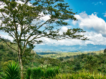 Coffee Farm Honduras and surrounding trees in a forest 