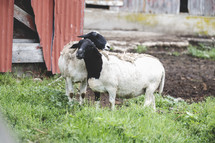 sheep and barn 