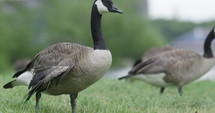 Canadian goose walks across frame- slow motion 