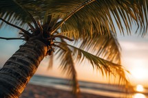 Closeup of Palm Tree on Sunset Summer Beach