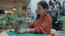 Woman sitting at desk in flower shop and spraying leaves of repotted succulent plant with water. Medium shot
