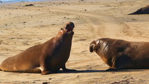 Elephant Seals Sleeping Wide Shot Throwing Sand
