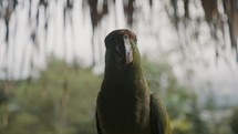 Festive Amazon Parrot Bird In Amazonian Rainforest In Ecuador. Amazona Festiva. close up, front view	