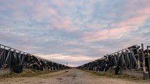 Time-lapse of milk cows eating on a dairy farm