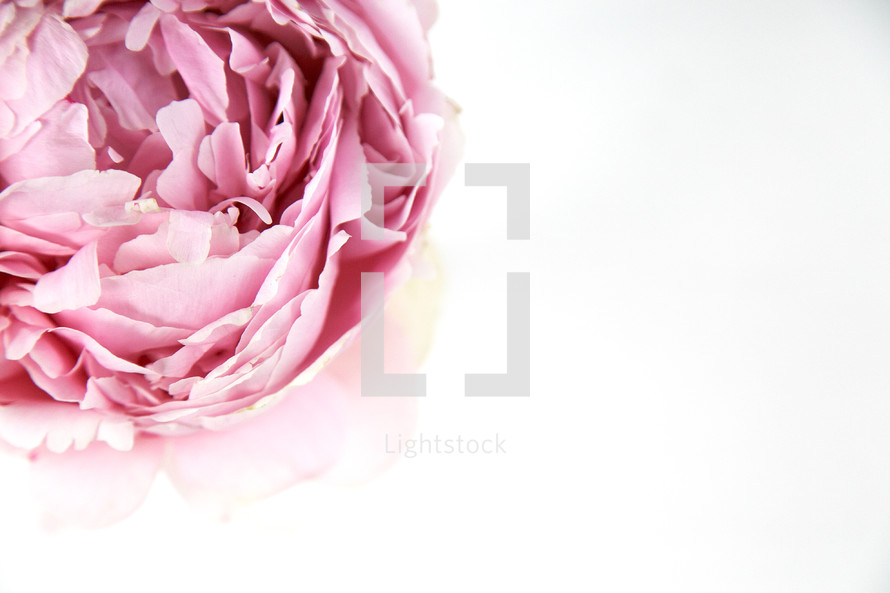 pink peony on a white background 
