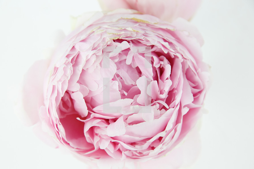 pink peony on a white background 