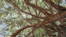 Looking up at old jungle tree, sun peeking through foliage, dizzying spin	