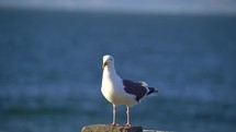 Seagull Resting on Pier at Fisherman's Wharf in San Francisco, California