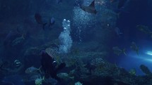 Scuba diver swimming under water with fish and sharks in Dubai mall aquarium.